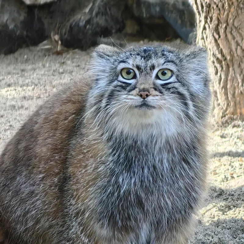 ノヴォシビルスク動物園のアーニャの写真