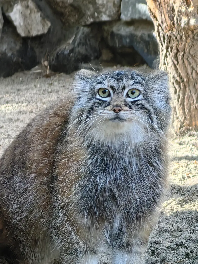 ノヴォシビルスク動物園のアーニャの写真