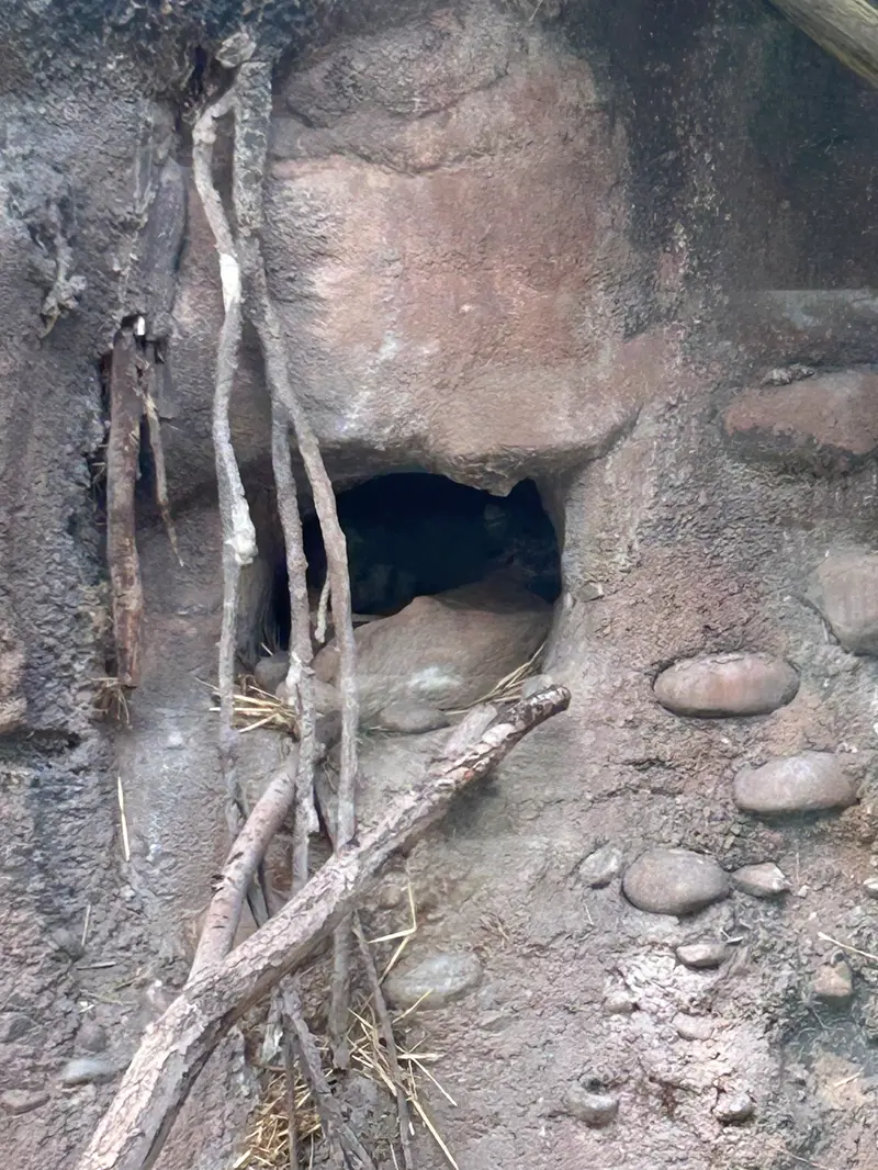 ユタズ・ホグル動物園のフィラリスの写真