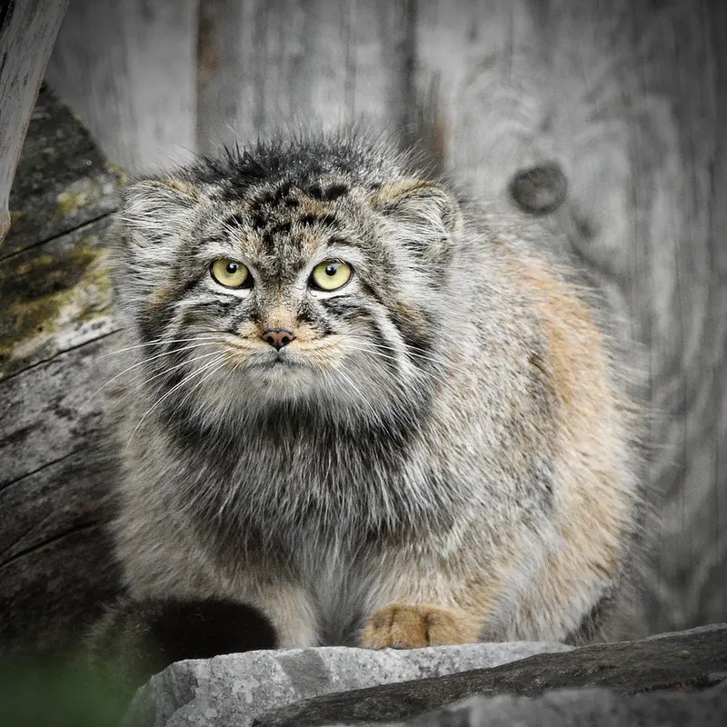 ティアパーク・ベルリンのマヌエラの写真