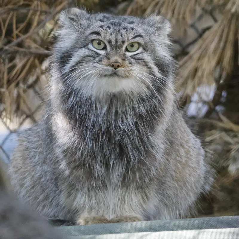ノヴォシビルスク動物園のスネジンカの写真