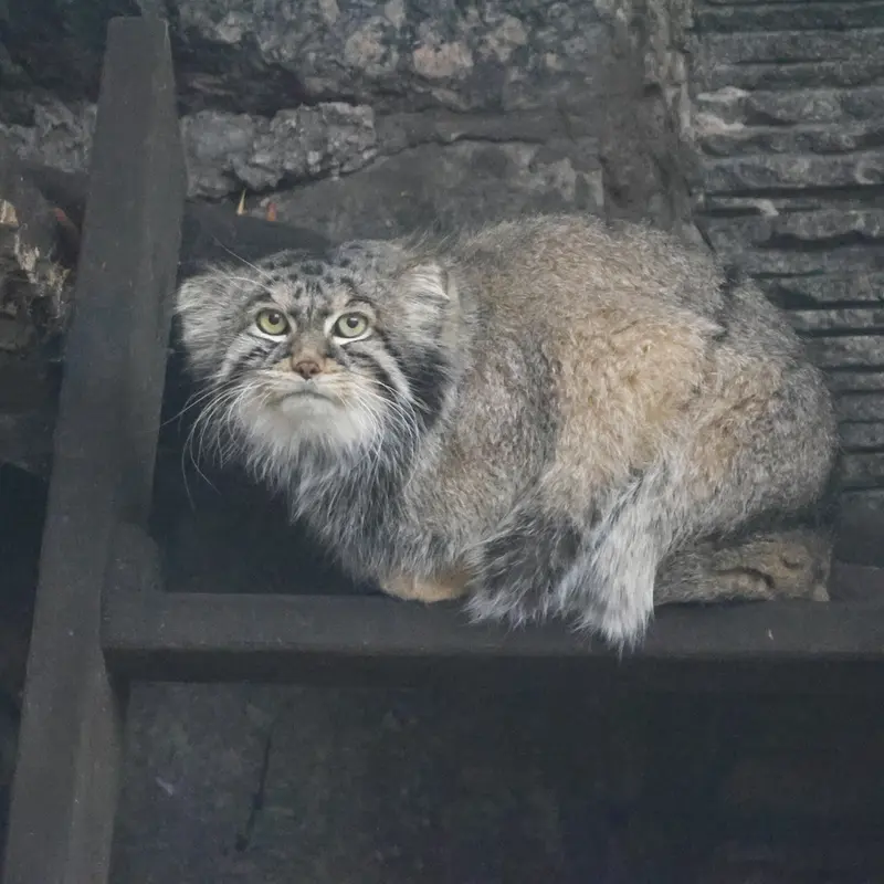 モスクワ動物園のティモフェイの写真