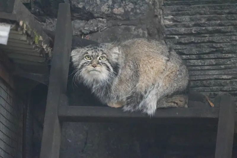 モスクワ動物園のティモフェイの写真