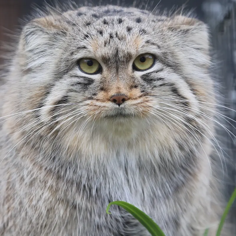 リール動物園のポンポネットの写真