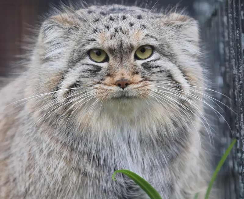 リール動物園のポンポネットの写真