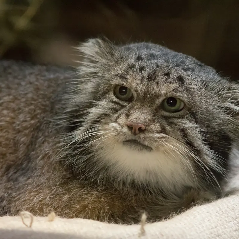 恩賜上野動物園のクリョンの写真