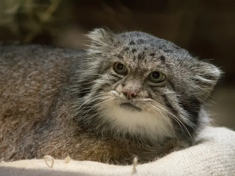 恩賜上野動物園のクリョンの写真