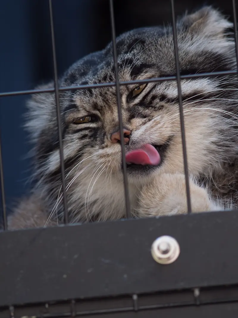 旭山動物園のグルーシャの写真
