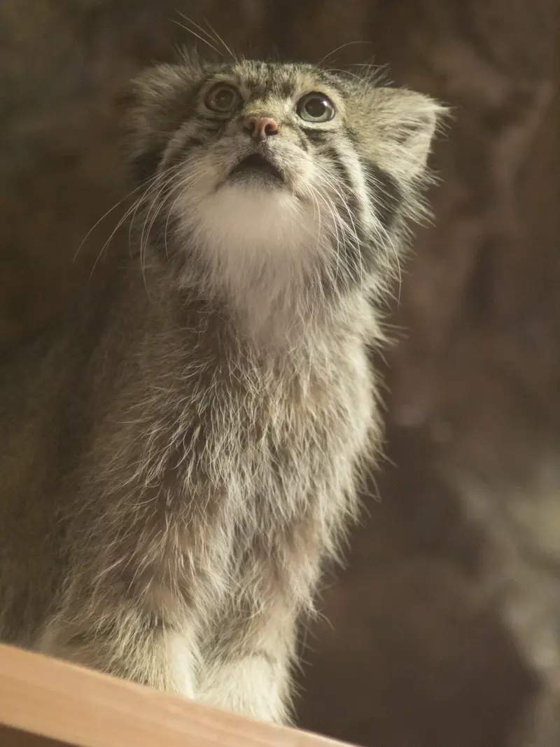 恩賜上野動物園のクリョンの写真