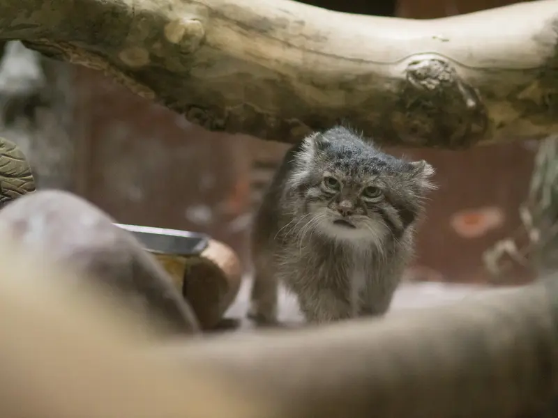 恩賜上野動物園のクリョンの写真