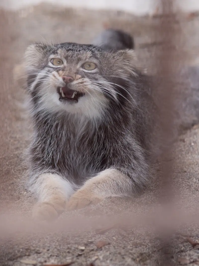 野毛山動物園のフィーガの写真