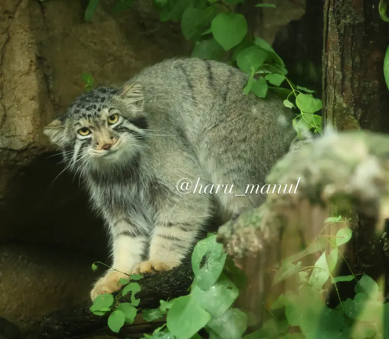 那須どうぶつ王国のナゴムの写真