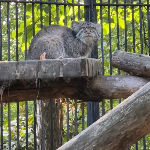 ノヴォシビルスク動物園のマヌルネコの写真