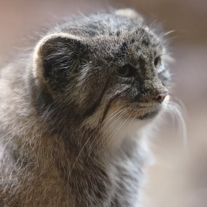 恩賜上野動物園のプリームラの写真