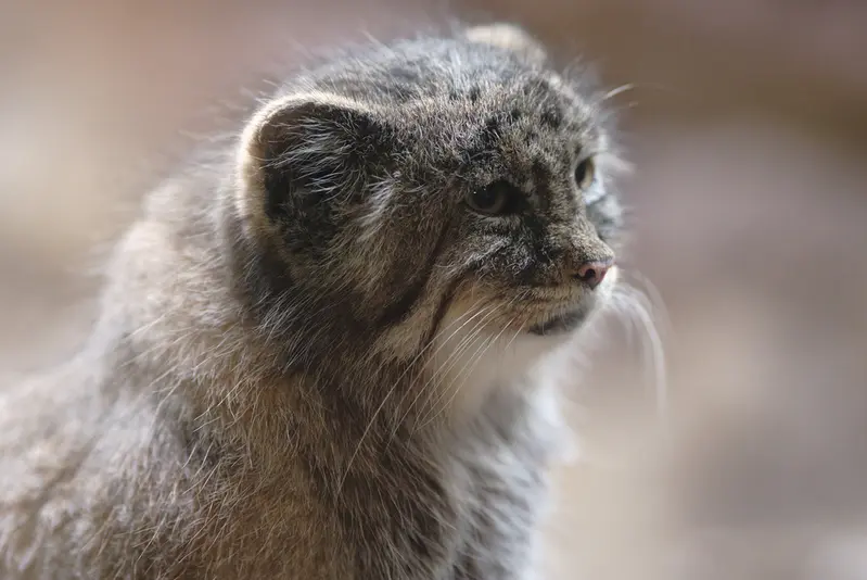 恩賜上野動物園のプリームラの写真