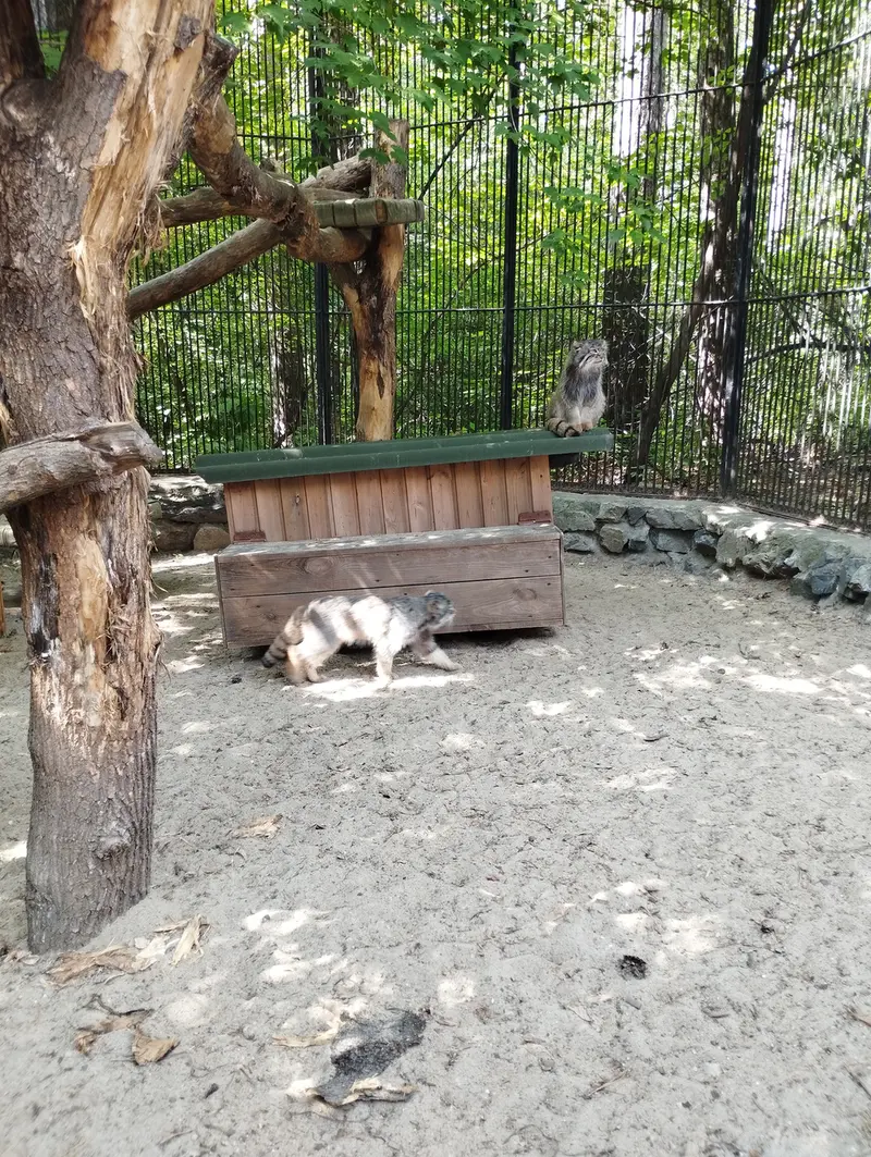 ノヴォシビルスク動物園のマヌルネコの写真