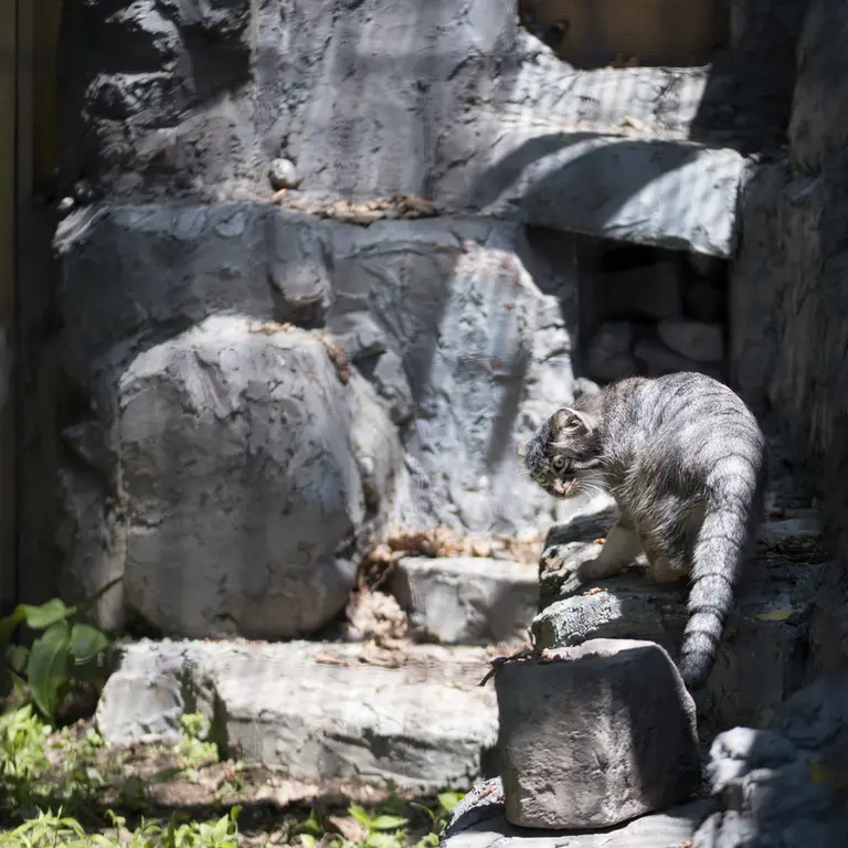 旭山動物園のヒデの写真