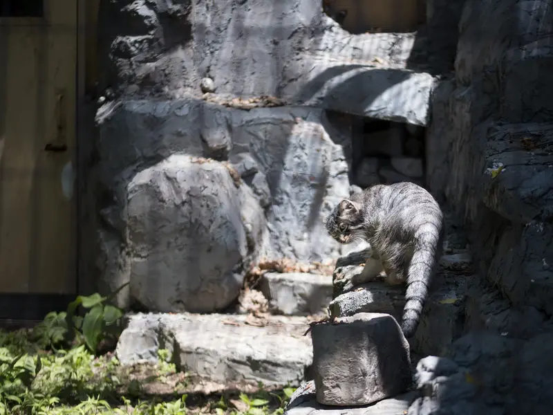 旭山動物園のヒデの写真