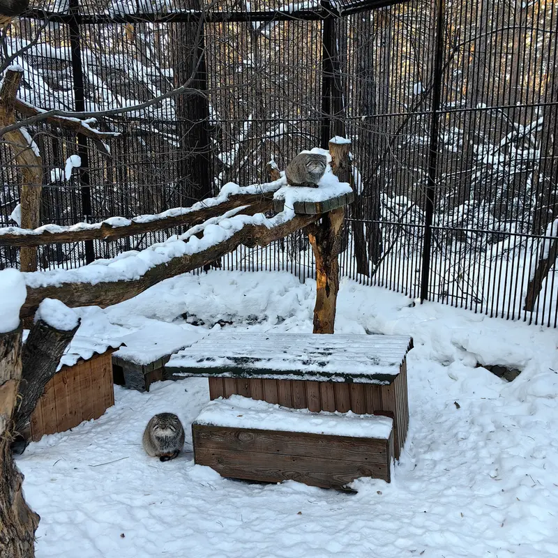 ノヴォシビルスク動物園のキムとスキフの写真