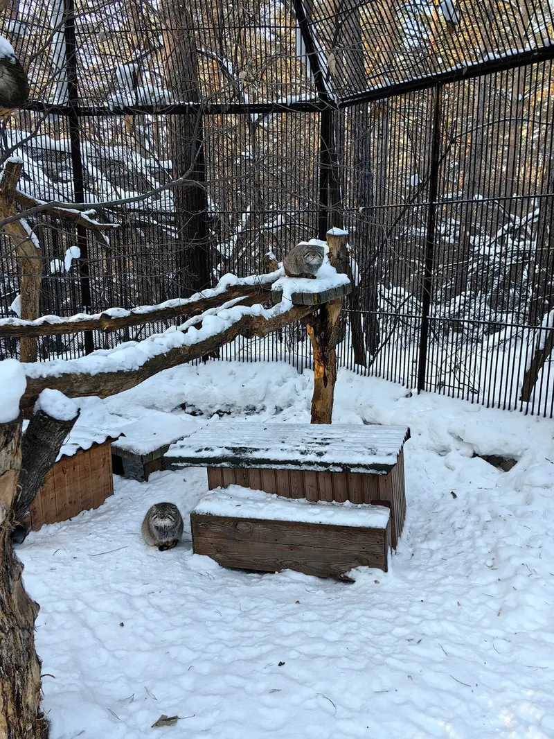 ノヴォシビルスク動物園のキムとスキフの写真