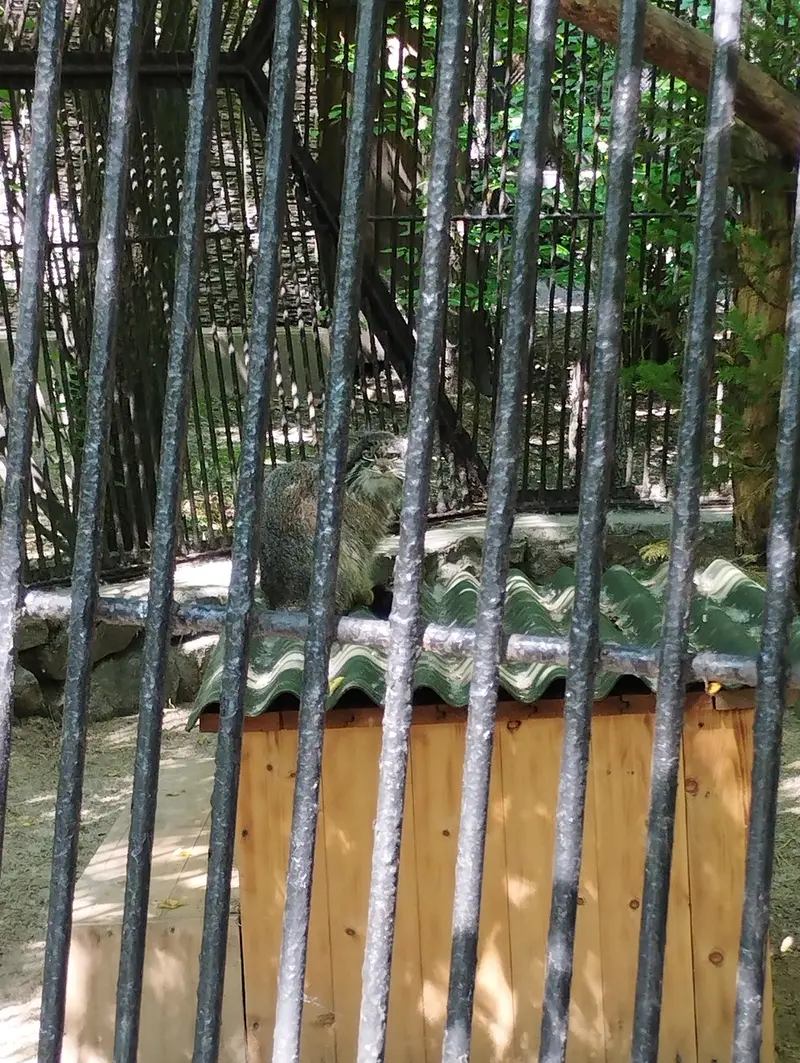 ノヴォシビルスク動物園のマヌルネコの写真