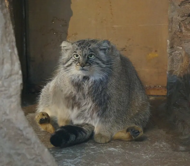 マヌルネコの写真