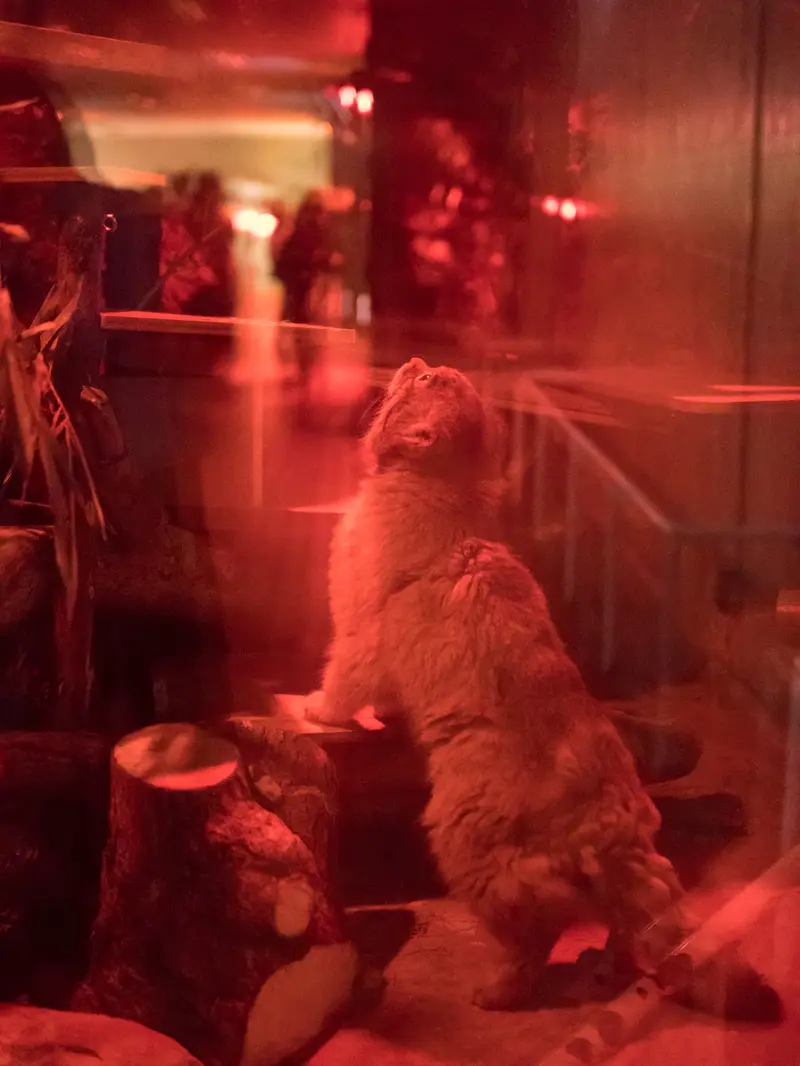 恩賜上野動物園のナイマの写真