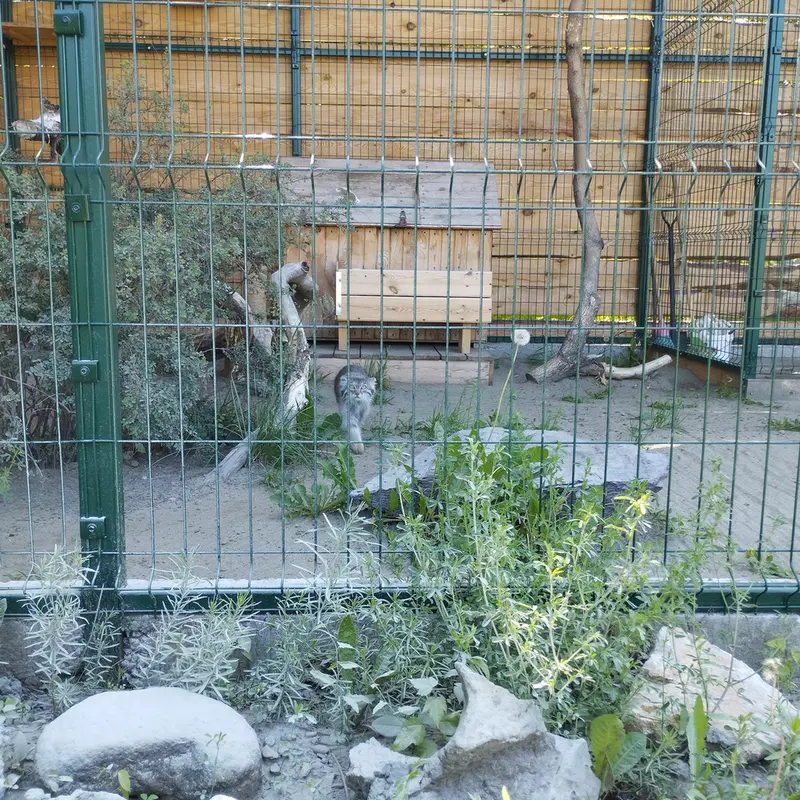 バルナウル動物園「レースナヤ・スカースカ」のペペの写真