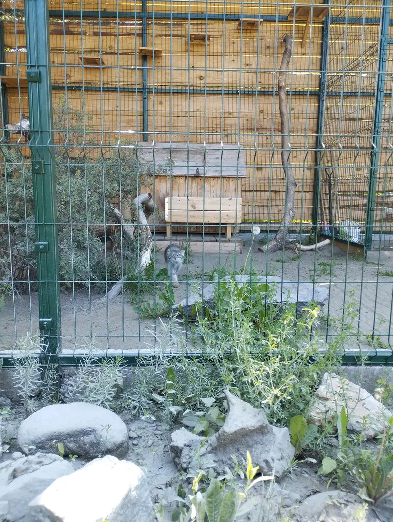 バルナウル動物園「レースナヤ・スカースカ」のペペの写真