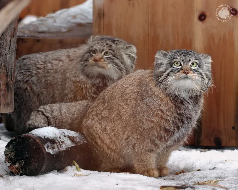 ノヴォシビルスク動物園のマリクとゾーシャの写真