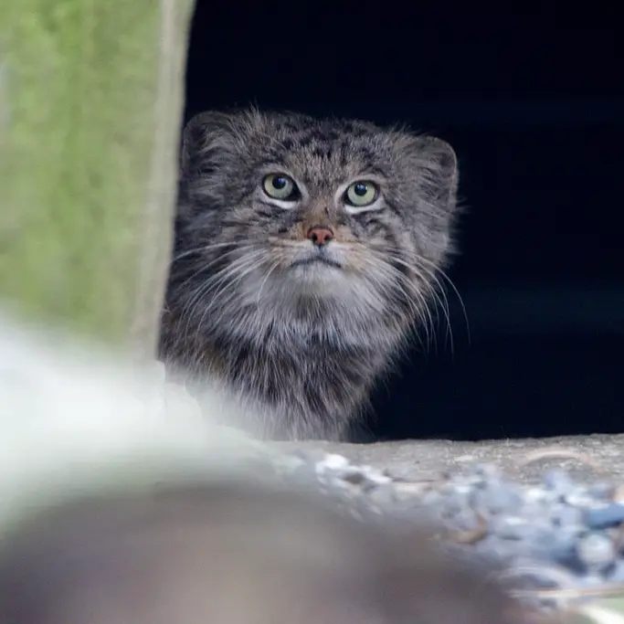 オストラヴァ動物園のプルトンの写真