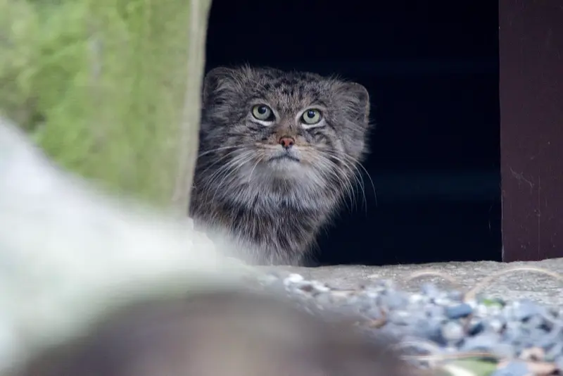 オストラヴァ動物園のプルトンの写真