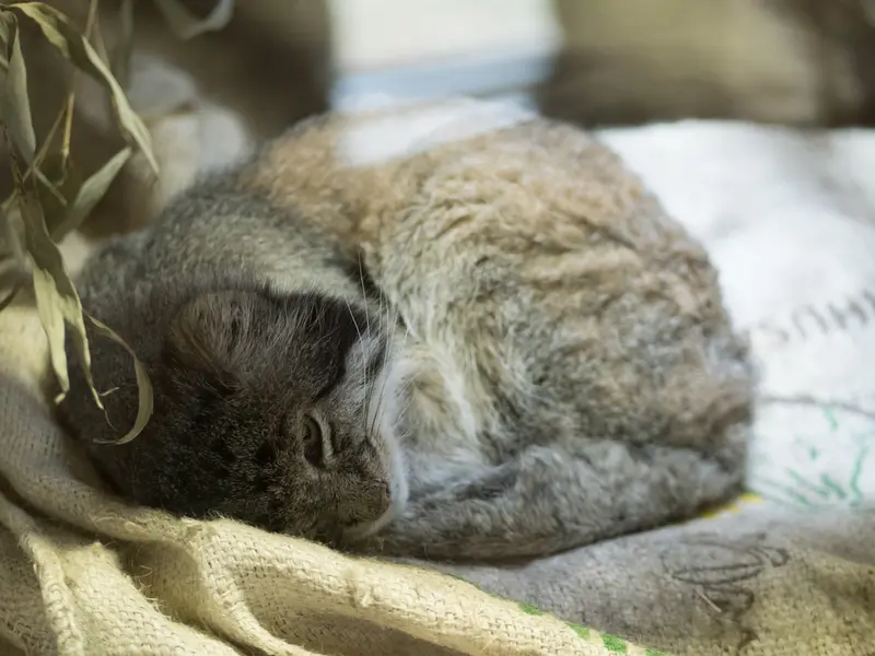 恩賜上野動物園のクリョンの写真