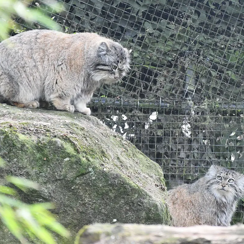 ロッテルダム動物園のノルブとポエスの写真