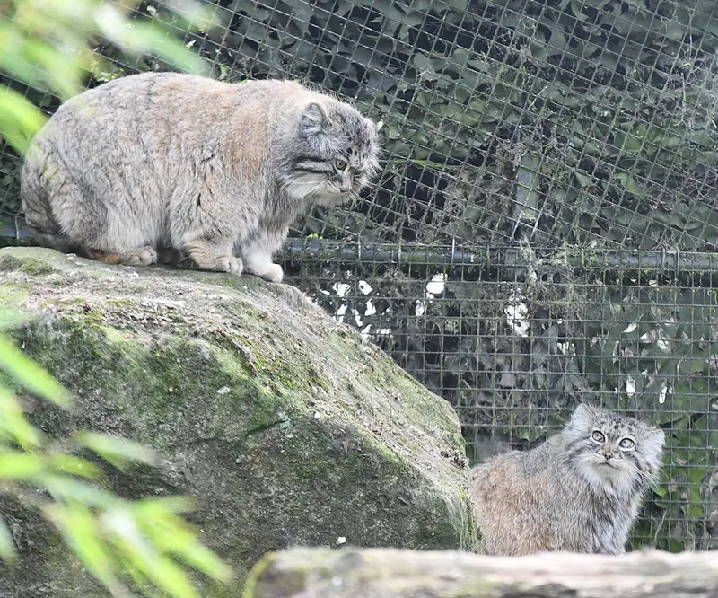 ロッテルダム動物園のノルブとポエスの写真