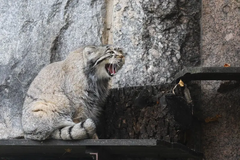 モスクワ動物園のティモフェイの写真