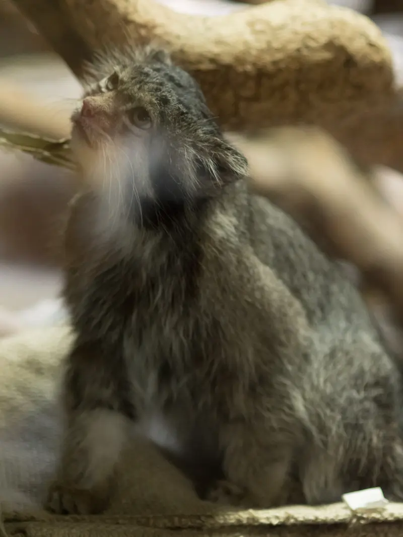 恩賜上野動物園のクリョンの写真
