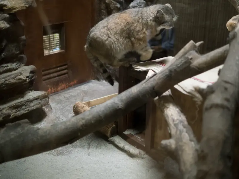 恩賜上野動物園のプリームラの写真
