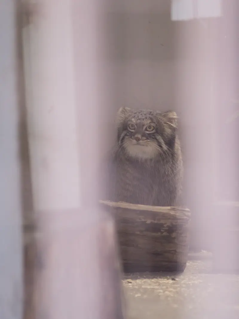 野毛山動物園のフィーガの写真