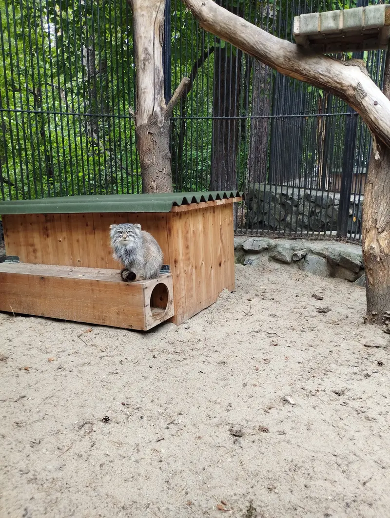 ノヴォシビルスク動物園のマヌルネコの写真