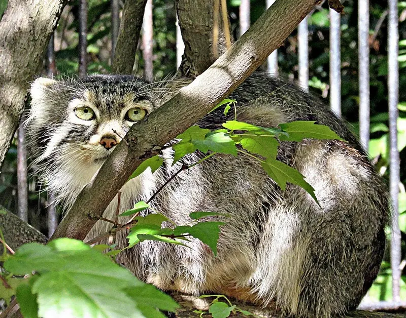 ノヴォシビルスク動物園のマヌルネコの写真