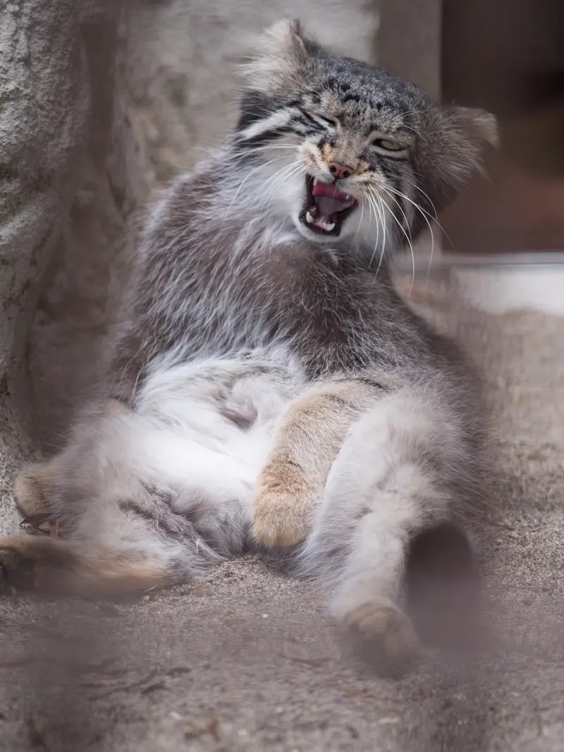 野毛山動物園のフィーガの写真