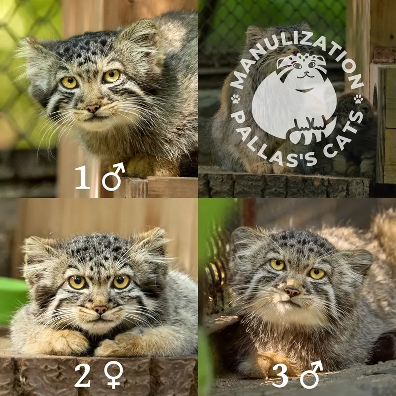 ノヴォシビルスク動物園のアデルの息子(2026年生まれ)Ⅰ、アデルの娘(2026年生まれ)Ⅱとアデルの息子(2026年生まれ)Ⅲの写真