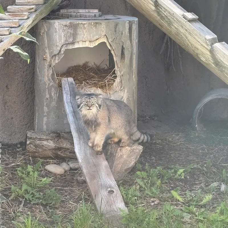 ユタ州ホグル動物園のフィラリスの写真