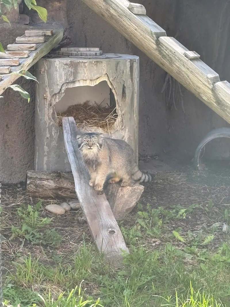 ユタ州ホグル動物園のフィラリスの写真
