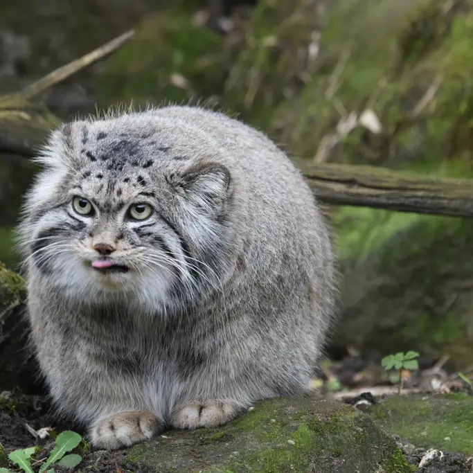 ロッテルダム動物園のノルブの写真