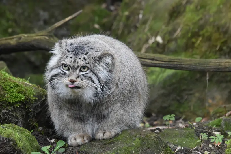 ロッテルダム動物園のノルブの写真