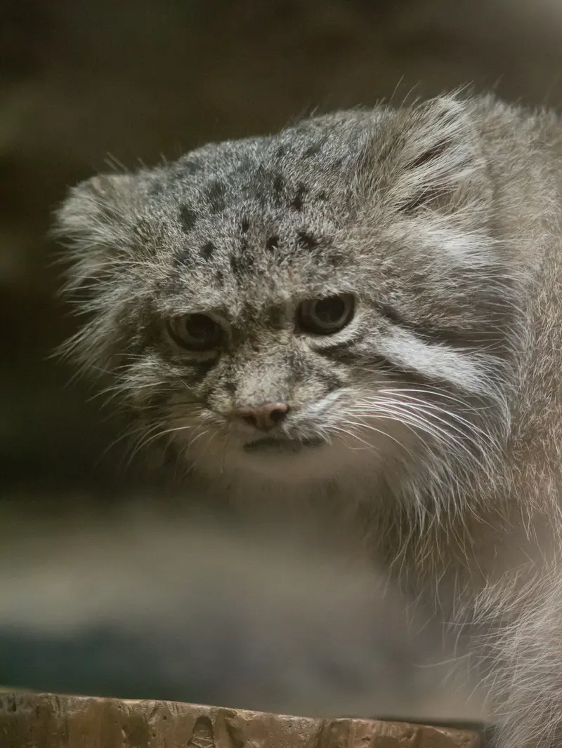 恩賜上野動物園のクリョンの写真