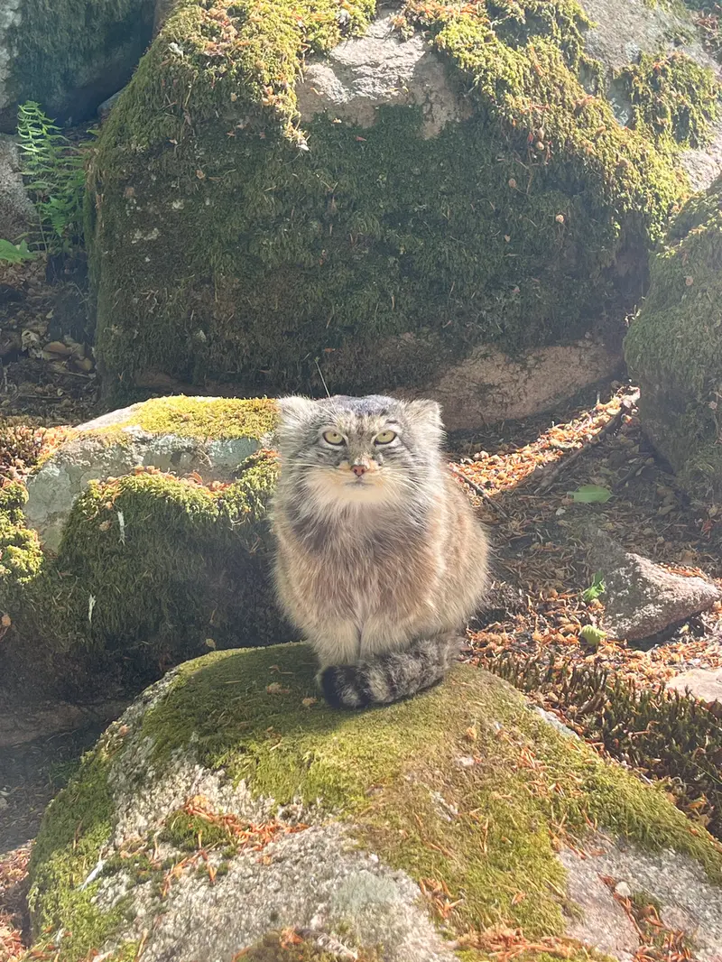 ノルデンス・アークのカッティ・マッティの写真