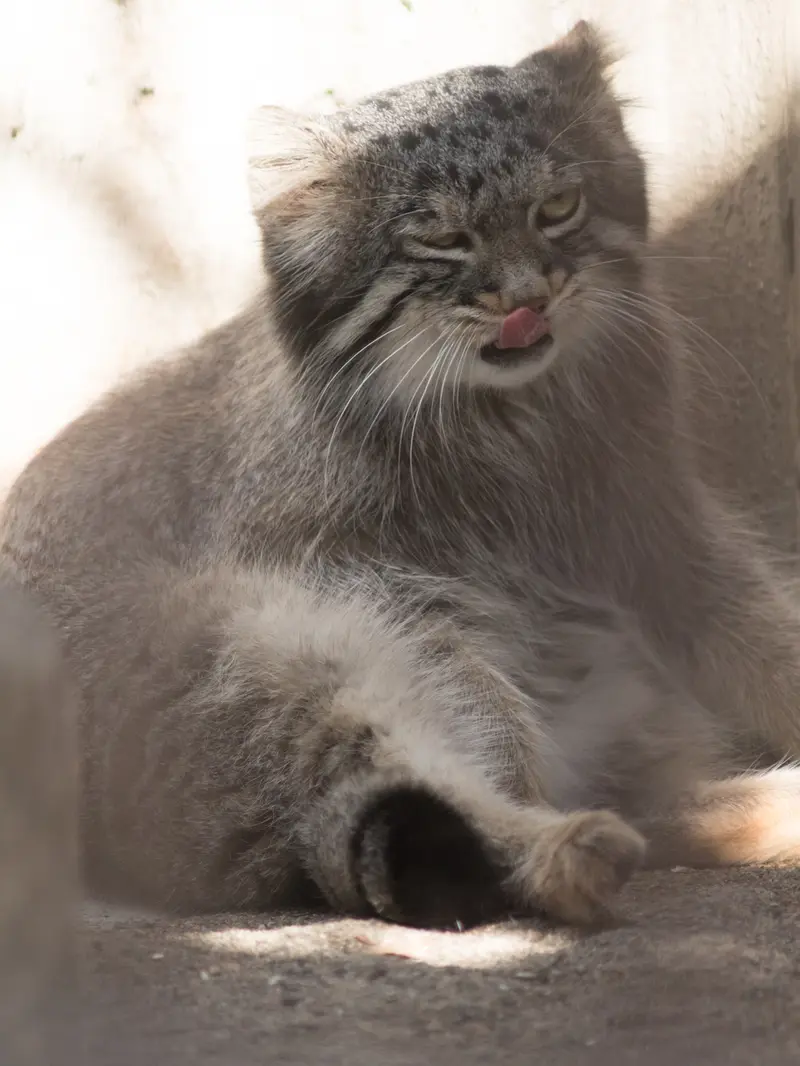 野毛山動物園のフィーガの写真